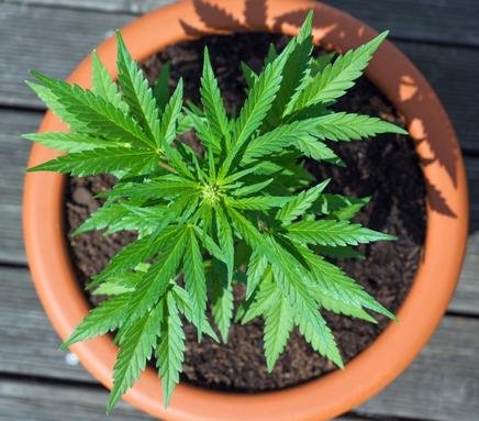 Unlock the Healing Power: Cannabis Cultivation for Personal Medicine