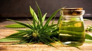 Best Cannabis Clones in Canada, Cannabis Clones, Medical Grade Cannabis Clones, Ice cream dream, wedding cake, blue dream, dosido, cannabis mother plants, Healthy Cannabis Clones | Mr Clones