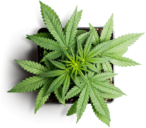 cannabis Clone Canada