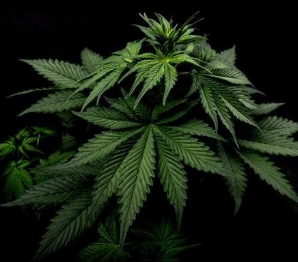 The Economics of Home Cannabis Cultivation: Maximizing Savings and Yield