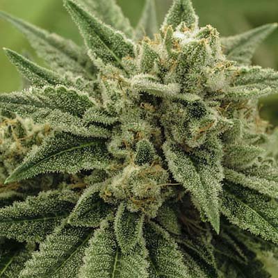 Easy Cannabis Strains for New Growers