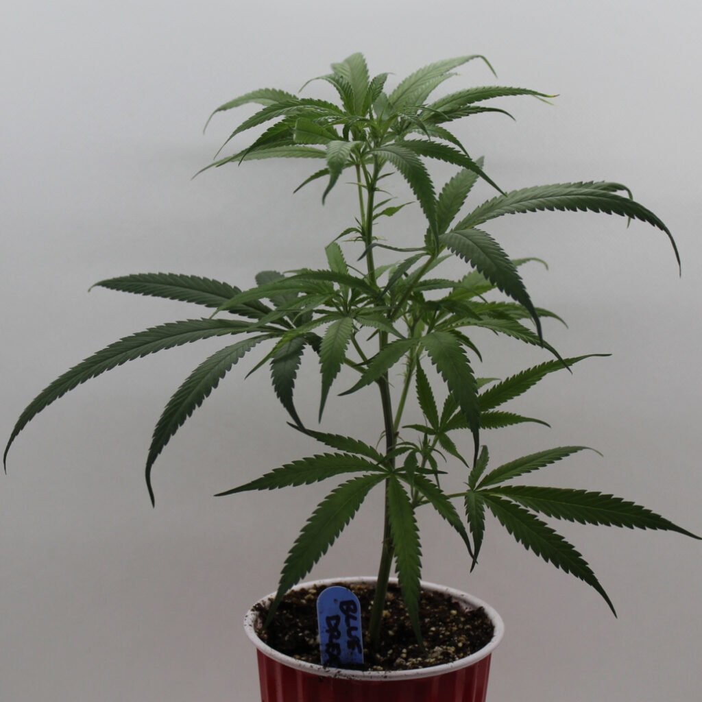 Crafting Easy Homemade Edibles with Homegrown Cannabis
