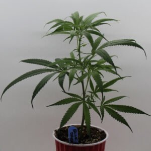 Blue Dream Clones, Edibles