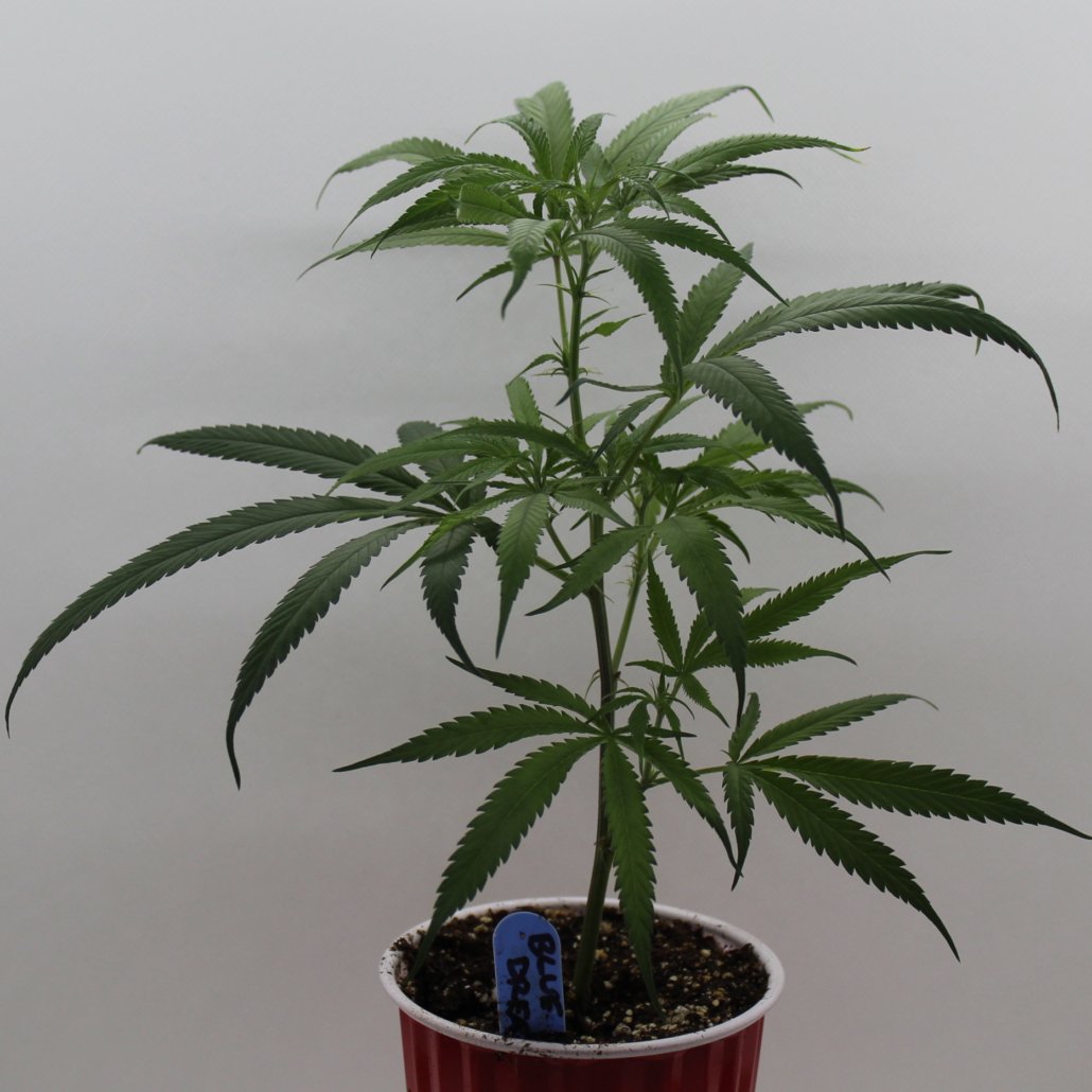 Crafting Easy Homemade Edibles with Homegrown Cannabis