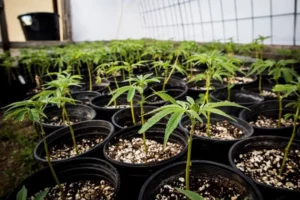 Cannabis facts, facts, wedding cake, blue dream, dosido, Benefits of cannabis, Cannabis Clones, health benefits of cannabis, Ice cream dream, cannabis growing tips | Mr Clones