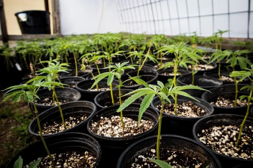 From Clone to Harvest: 5 Essential Growing Tips for New Home Cannabis Clone Cultivators in Canada