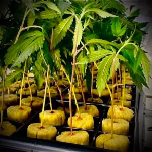 About Cannabis Clones Canada Advantages of growing cannabis clones, cannabis clones, how to clone cannabis, cannabis clones for sale, cannabis clones Canada, cannabis clones near me, clone cannabis, how to clone cannabis plants, best cannabis clone | Mr Clones
