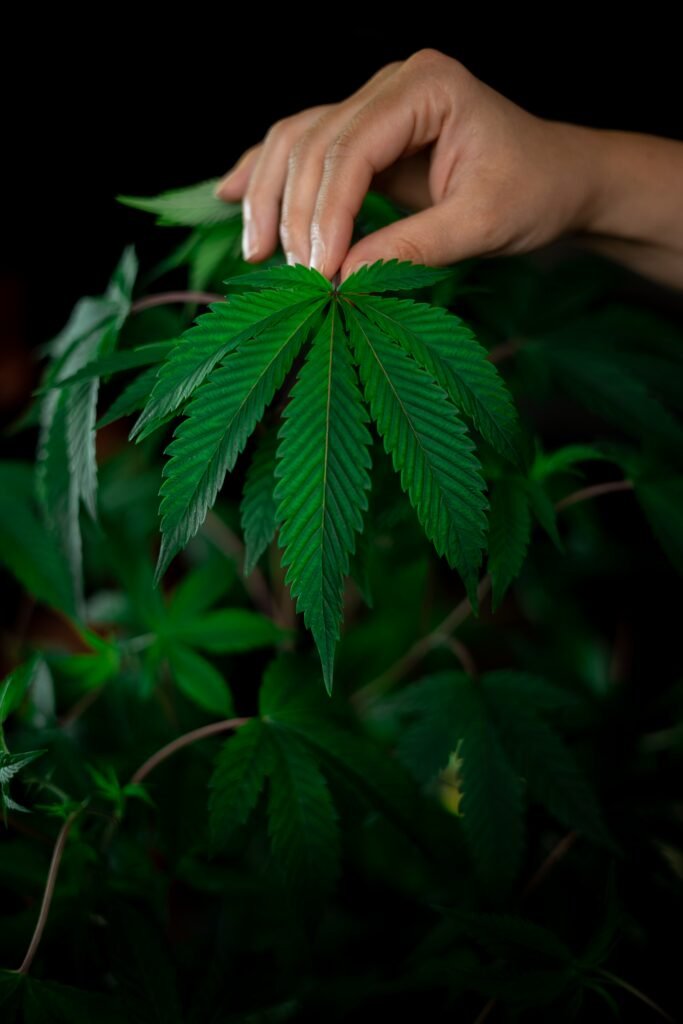 Cannabis Facts and Effects
