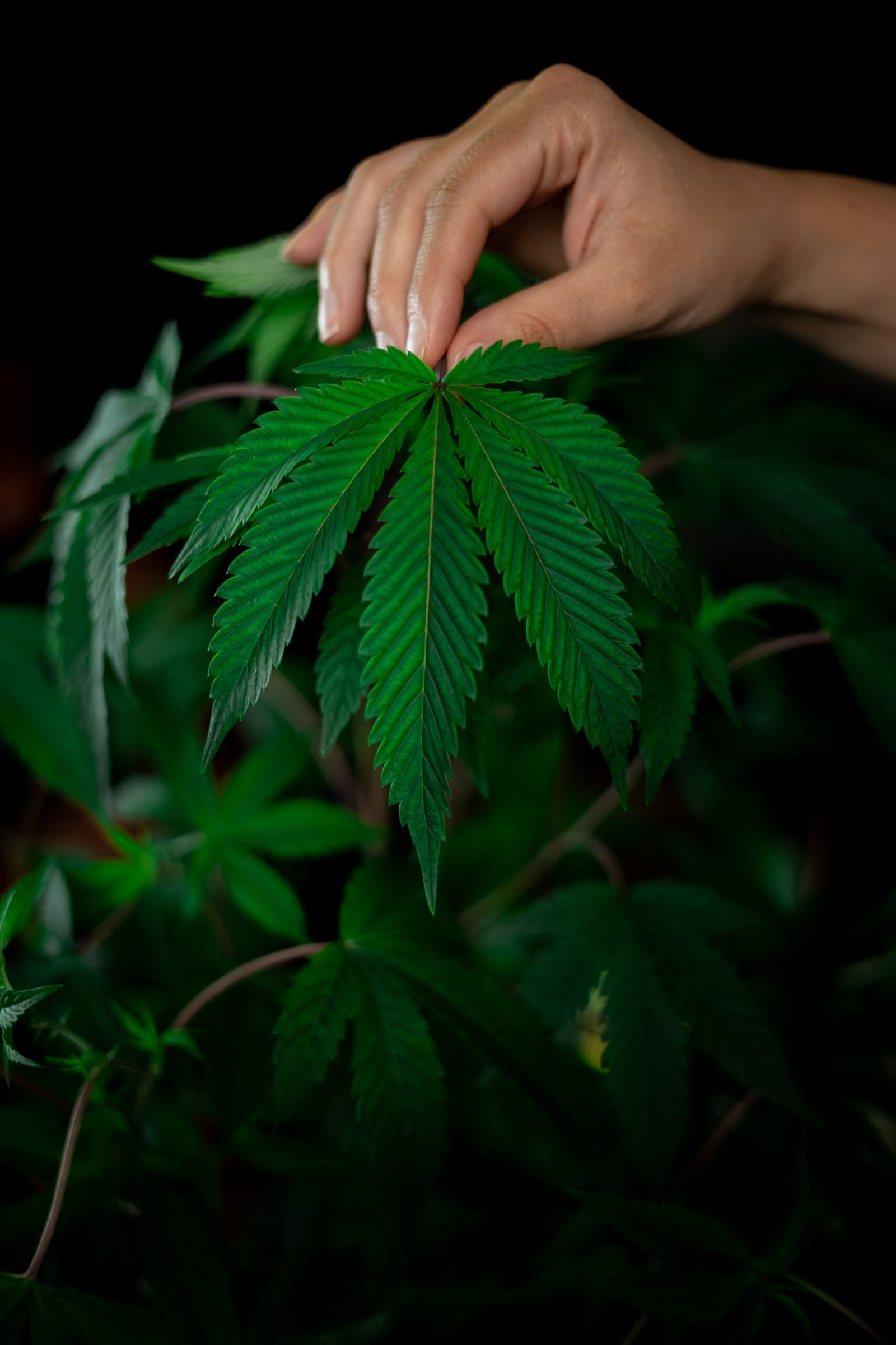 Cannabis Facts and Effects