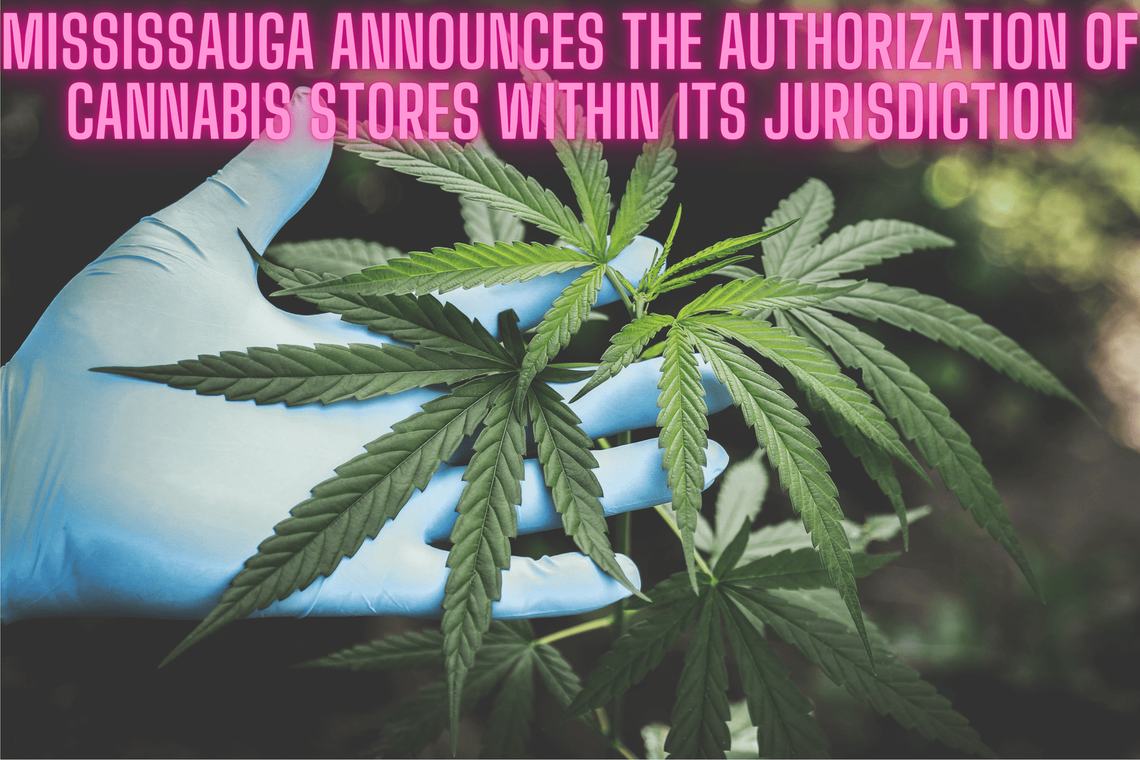 Mississauga Announces the Authorization of Cannabis Stores within its Jurisdiction