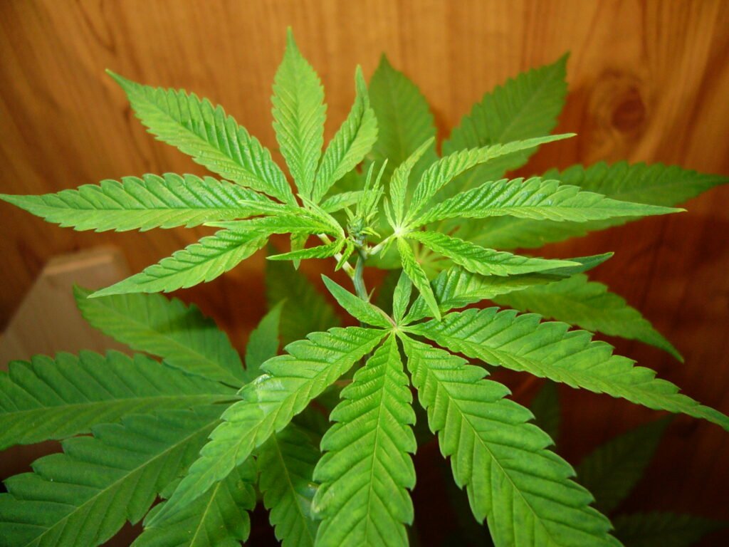 How Much Cannabis Can I legally Carry In The Canada