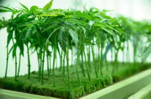 Cannabis facts, facts, wedding cake, blue dream, dosido, Benefits of cannabis, Cannabis Clones, health benefits of cannabis, Ice cream dream, cannabis growing tips | Mr Clones