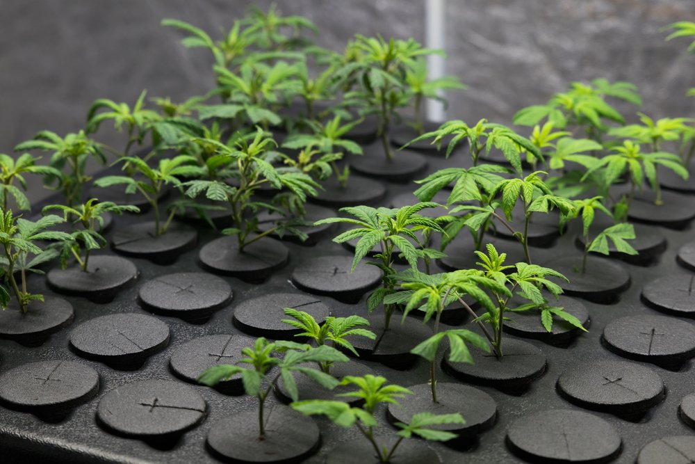 Cannabis Clones: The Environmentally Conscious Choice for Home Cultivation