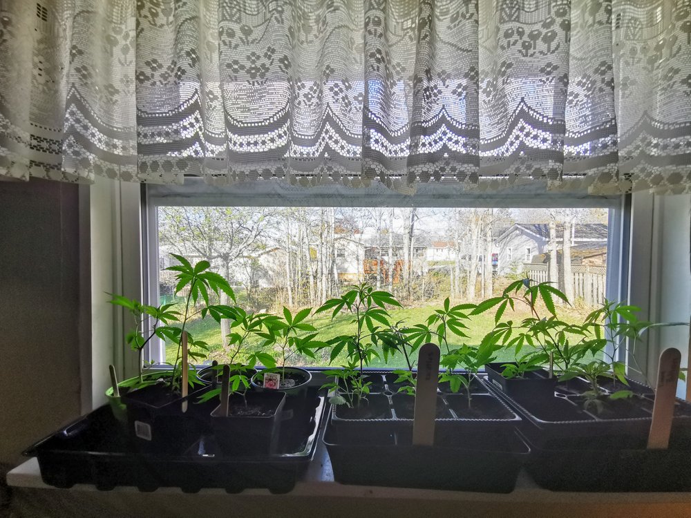 From Seed to Smoke: Understanding the Surprising Affordability of Homegrown Cannabis Clones