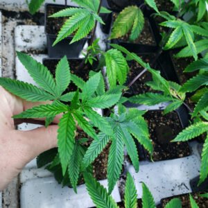 Grow, abcs, mango saphire, buy cannabis clones online, cannabis clone, how long do cannabis clones take to root, how to clone a cannabis plant, how to clone cannabis organically, how to cut cannabis clones | Mr Clones