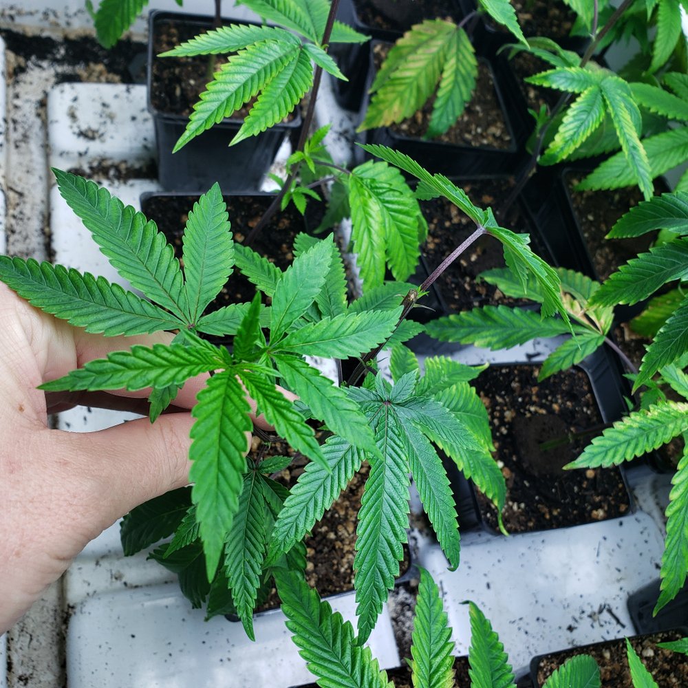 The ABCs of Cannabis Clones: A Beginner’s Guide to Starting Your Own Home Grow