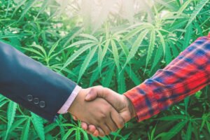 Cannabis Clone Exchange Building a Thriving Community of Growers