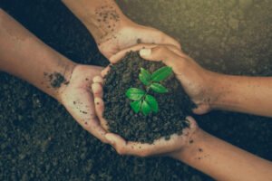 Cannabis Clones and Sustainability Cultivating an Eco-Friendly Garden