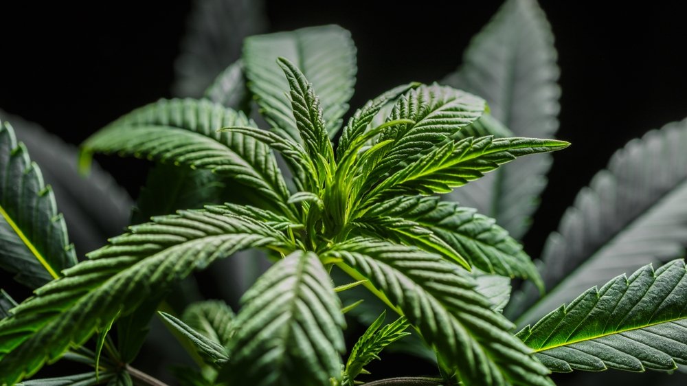 Cannabis Clones in Small Spaces: Tips for Apartment and Indoor Growers