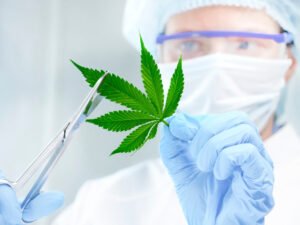 Cannabis Clones vs. Seeds Pros and Cons for Home Growers