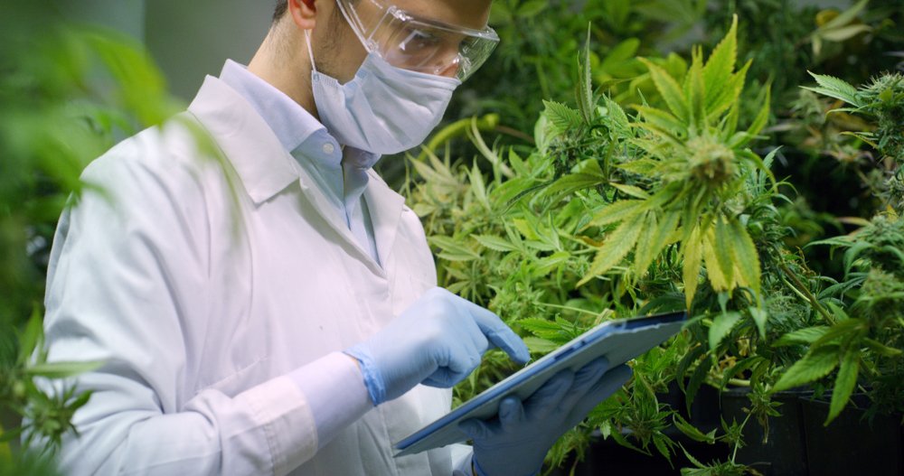 Common Mistakes in Cannabis Cloning: How to Avoid Costly Pitfalls