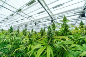 The Art of Mother Plants Cultivating Long-Term Relationships with Your Favorite Strains