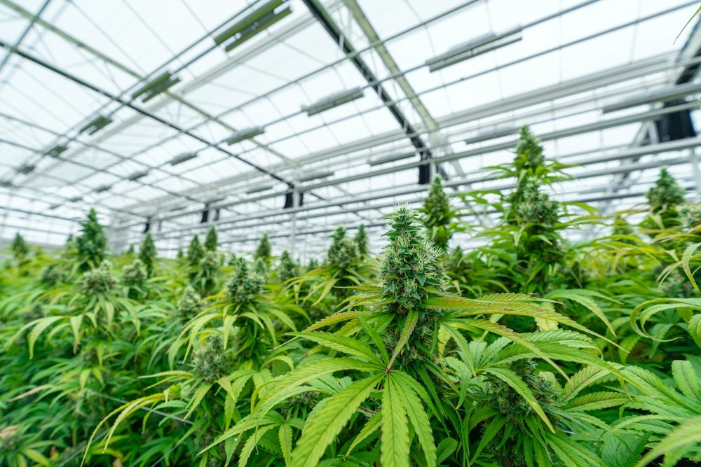 The Art of Mother Plants: Cultivating Long-Term Relationships with Your Favorite Strains