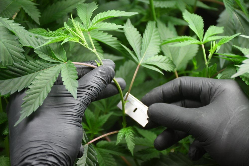 The Science of Cannabis Cloning: Understanding Genetics and Propagation
