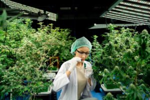 Dosido, growing, Clone Cannabis, buy cannabis clones online, cannabis clone, how long do cannabis clones take to root, how to clone a cannabis plant, how to clone cannabis organically, how to cut cannabis clones | Mr Clones