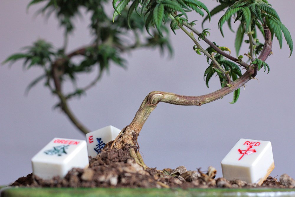 Cannabis Bonsai: The Beauty of Miniature Cloning