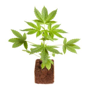 Cannabis Clones and ADHD A Natural Approach to Treatment