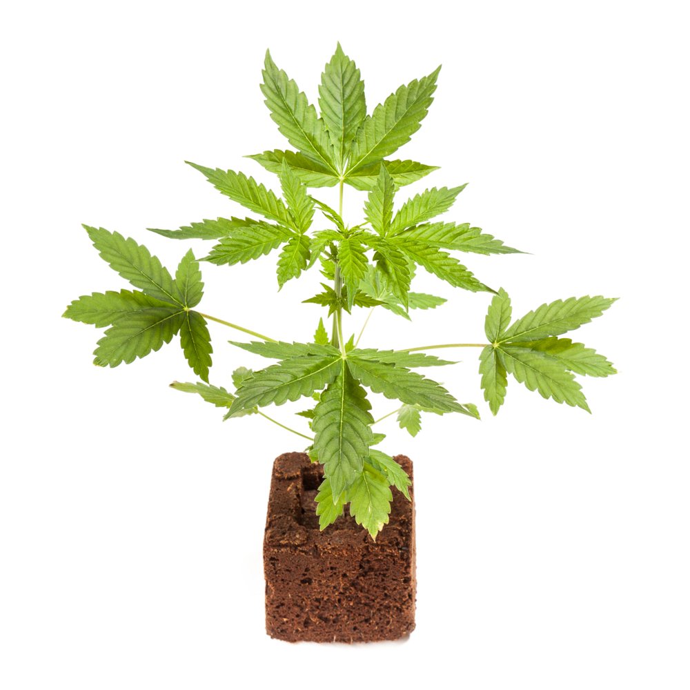 Cannabis Clones and ADHD: A Natural Approach to Treatment