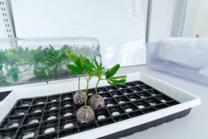 Cannabis Clones and ALS Can They Improve Quality of Life
