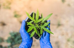 Cannabis Clones and Alzheimer's Disease