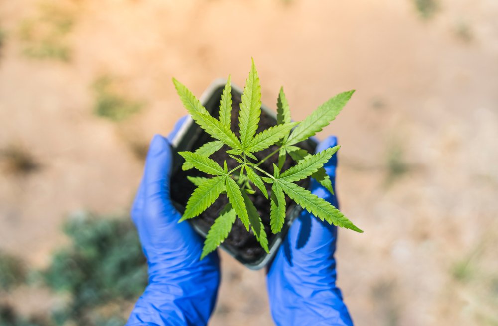 Cannabis Clones and Alzheimer’s Disease