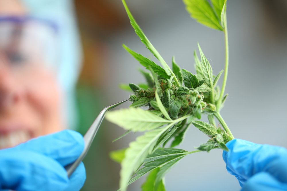 Cannabis Clones and Anxiety Disorders Finding Calm Amidst the Storm