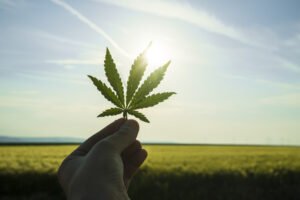 Cannabis Clones and Arthritis Easing Joint Pain and Stiffness