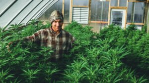 Cannabis Clones and Cancer Can They Halt Tumor Growth