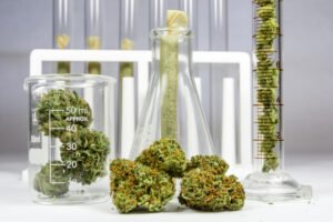 Cannabis Clones and Glaucoma a Natural Approach to Lowering Intraocular Pressure