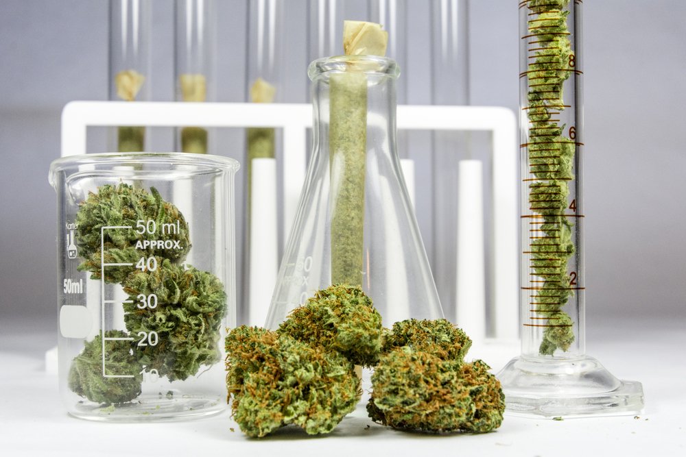 Cannabis Clones and Glaucoma a Natural Approach to Lowering Intraocular Pressure