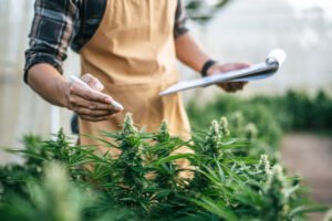 Cannabis Clones and Insomnia A Natural Sleep Aid