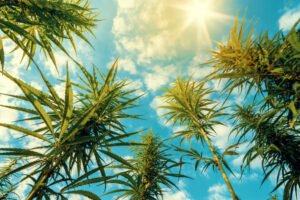 Cannabis Clones and Intractable Epilepsy A Lifeline for Severe Cases