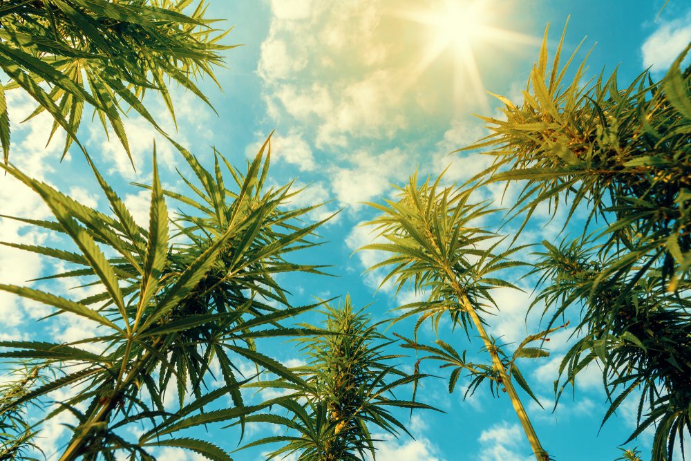 Cannabis Clones and Intractable Epilepsy a Lifeline for Severe Cases