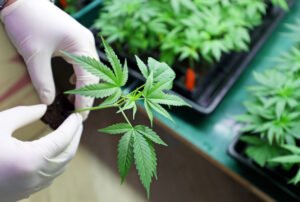 Cannabis Clones and Nausea Vomiting Relief