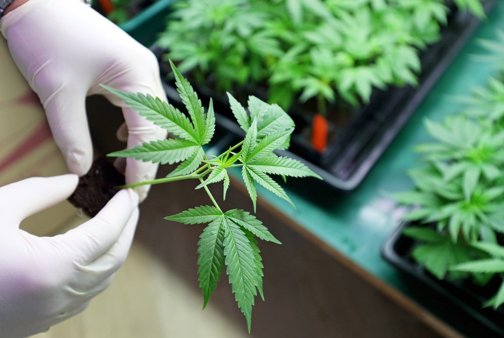 Cannabis Clones and Nausea/Vomiting Relief