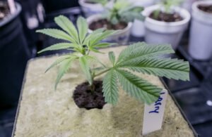 Cannabis Clones as an Adjunct Treatment for HIVAIDS