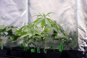 Cannabis Clones for Chronic Pain Management