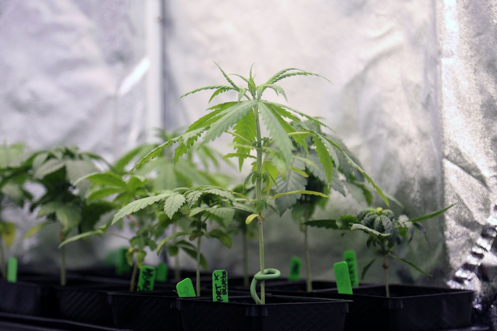 Cannabis Clones for Chronic Pain Management