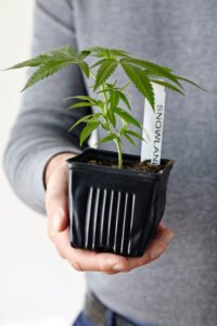 Cannabis Clones for Neurological Disorders A Ray of Hope