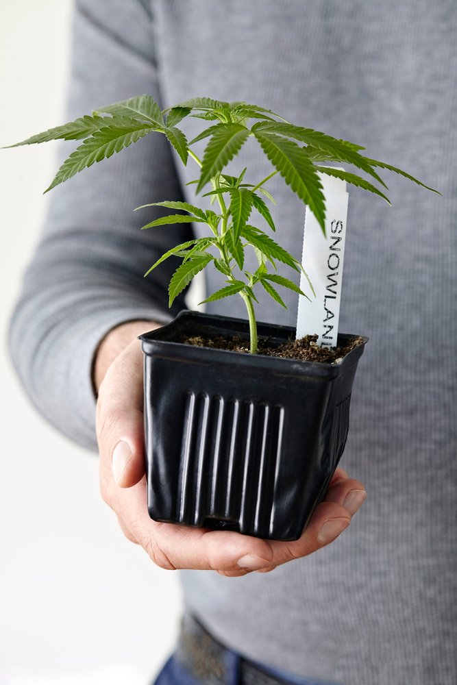 Cannabis Clones for Neurological Disorders: A Ray of Hope